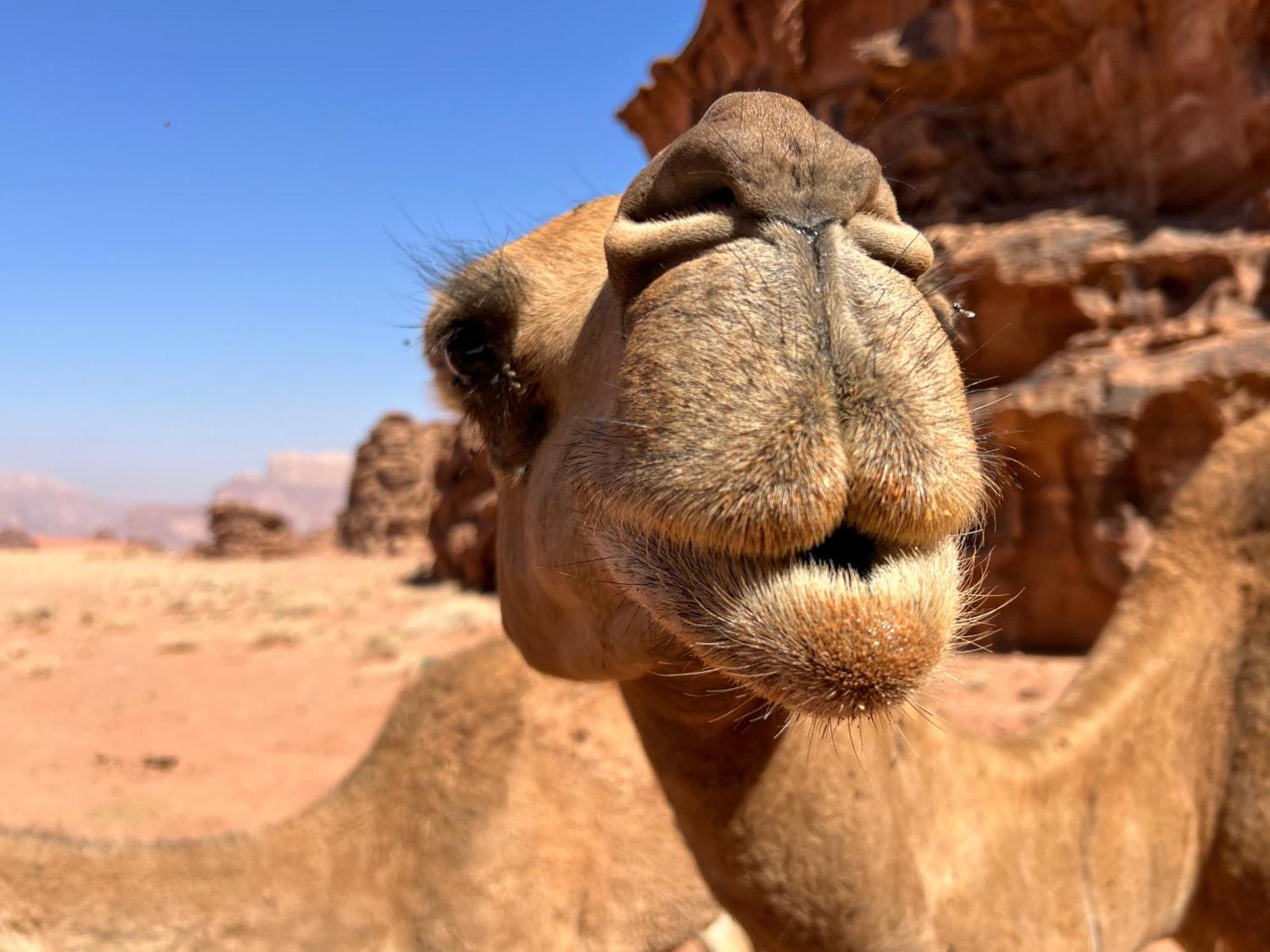 Hotel Salameh'S Bedouin Camp Wadi Rum Exterior foto